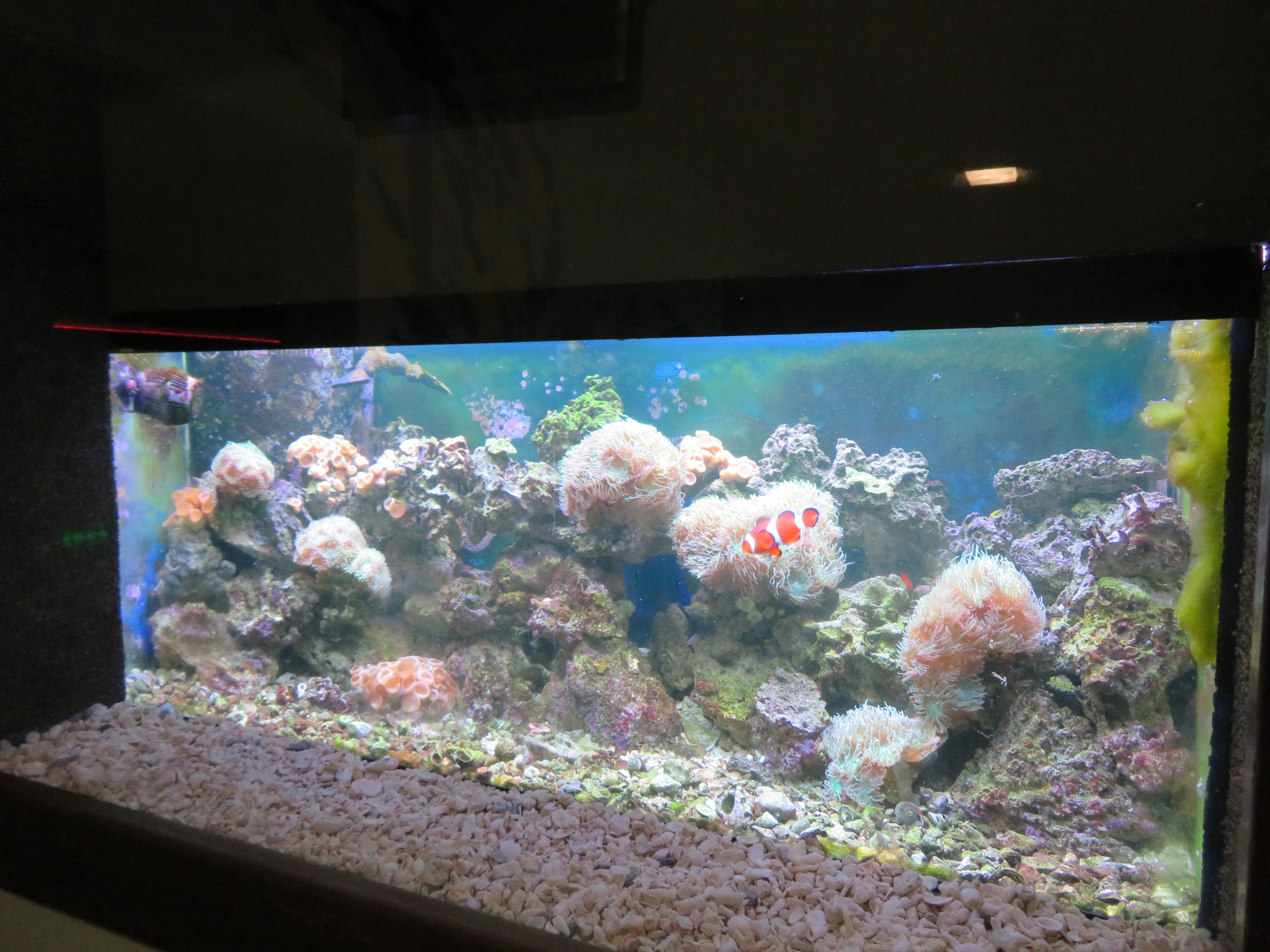 Aquarium Entrance - Small Reef Tank