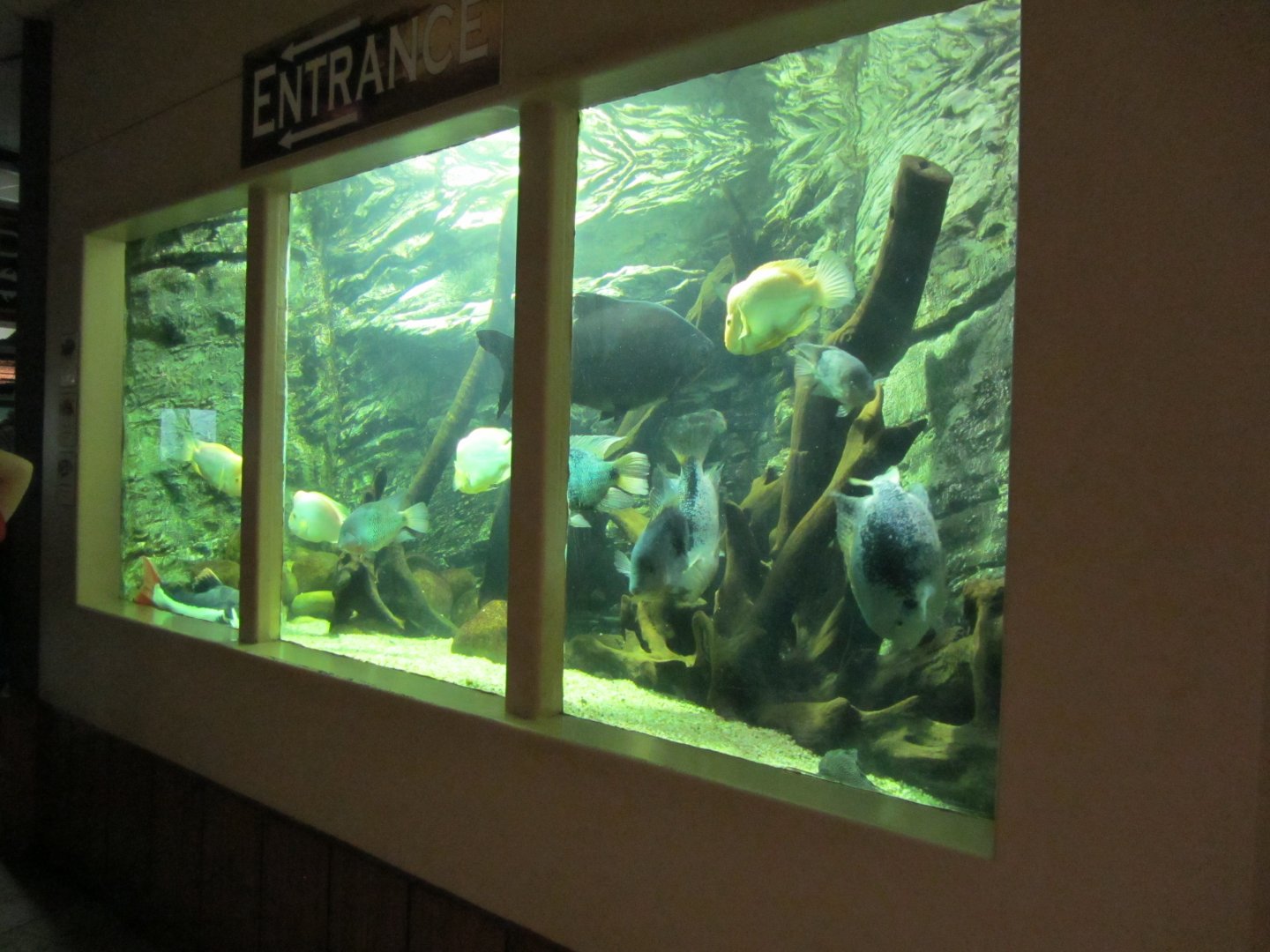 Aquarium Entrance