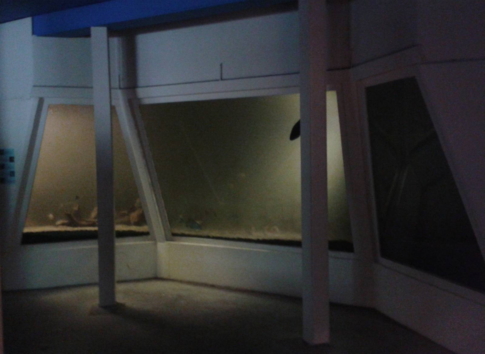 Aquarium European fish