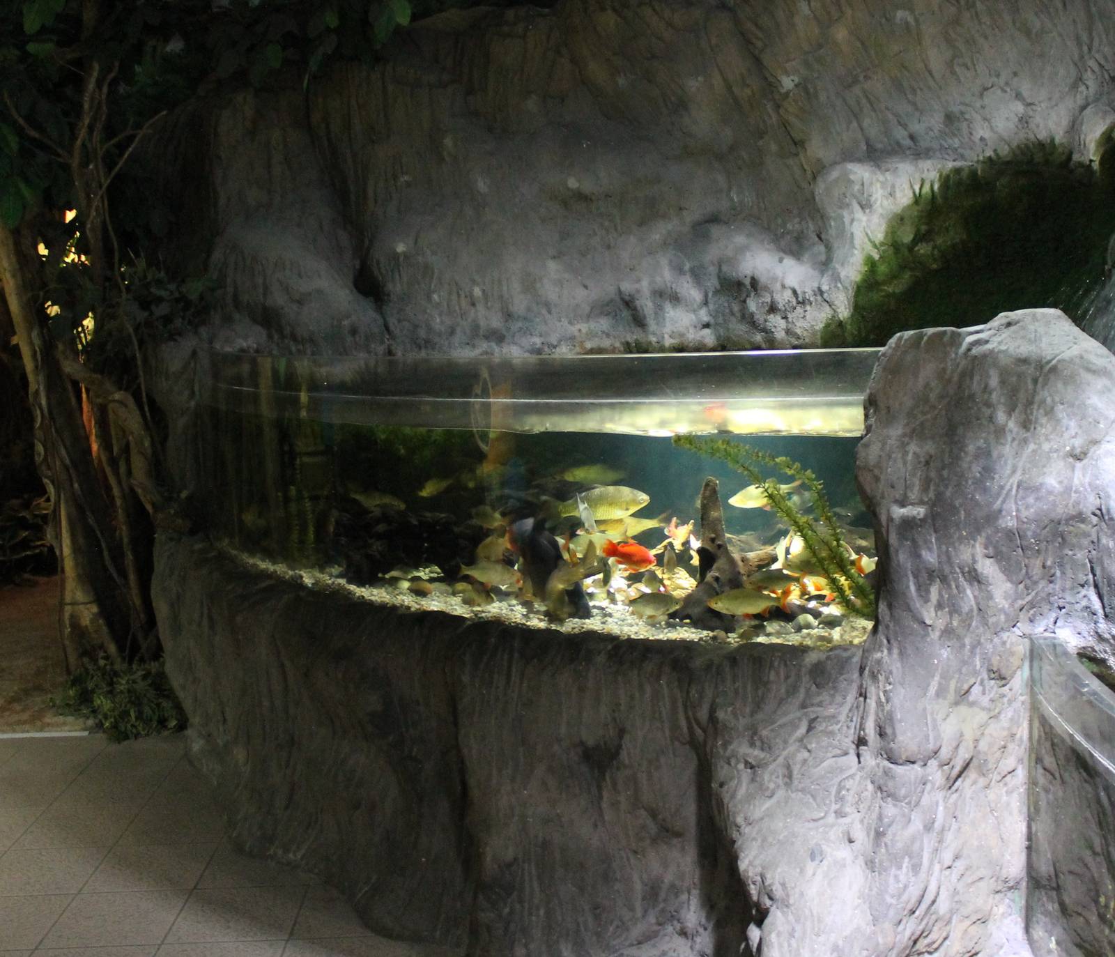 Aquarium European fish