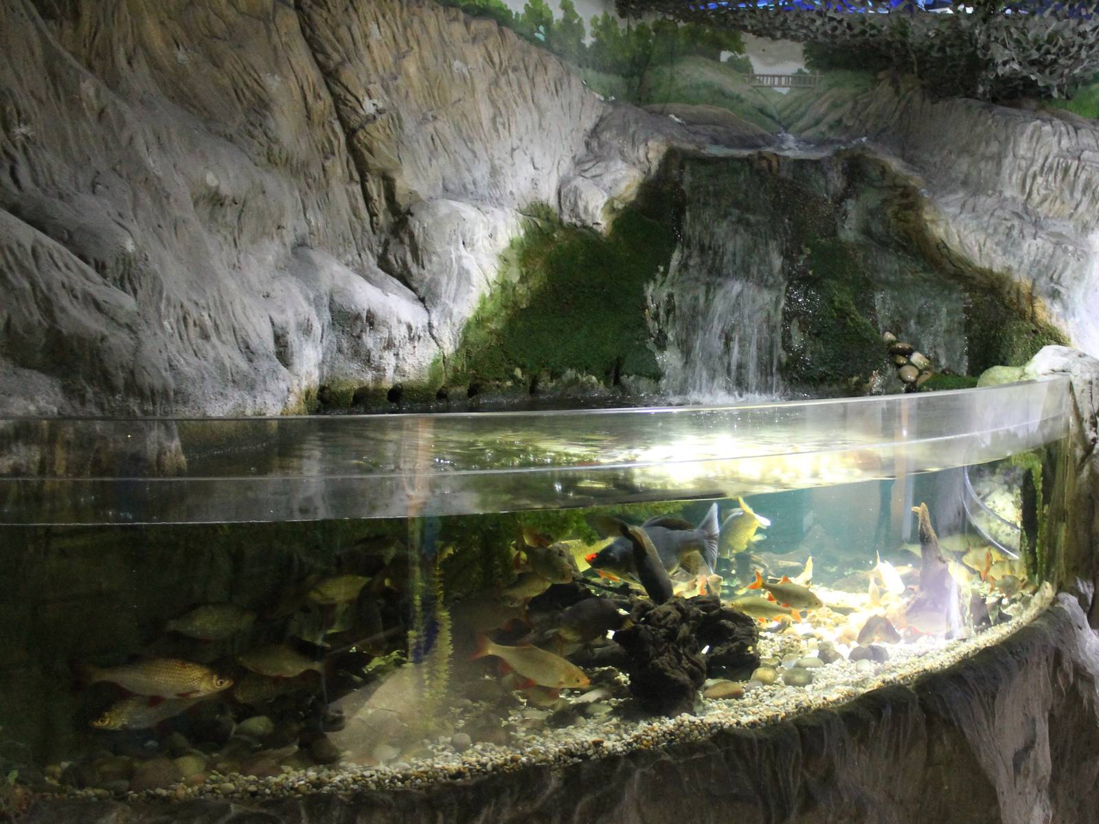 Aquarium European fish