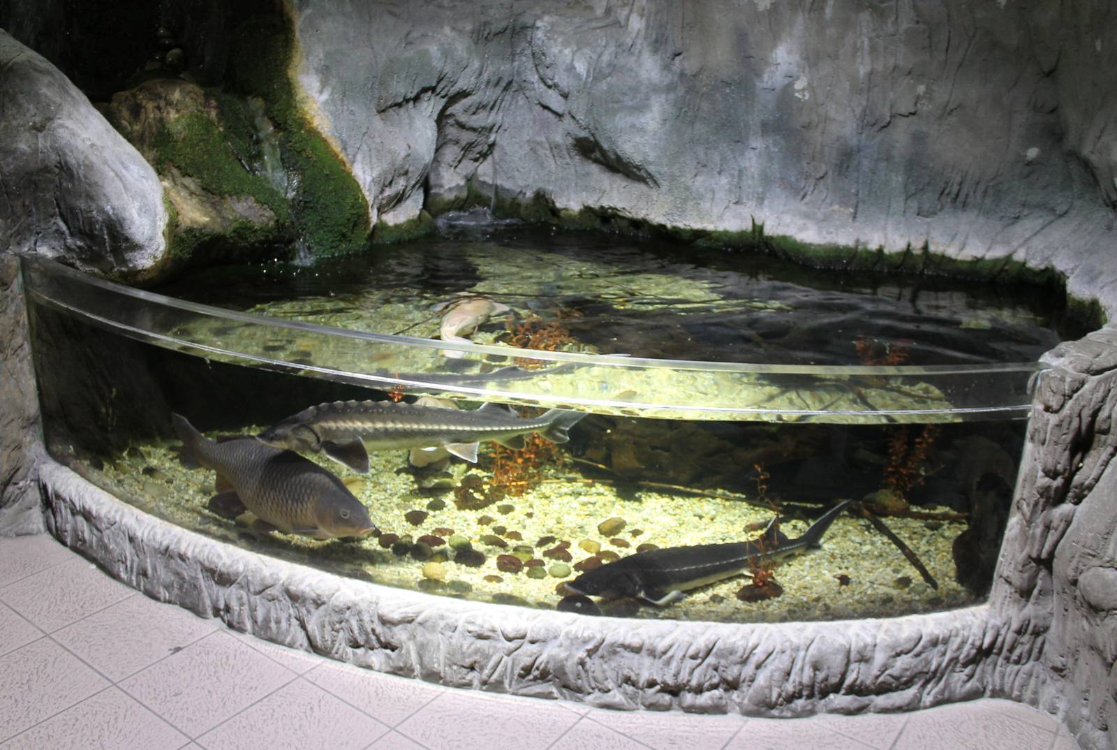 Aquarium European fishes