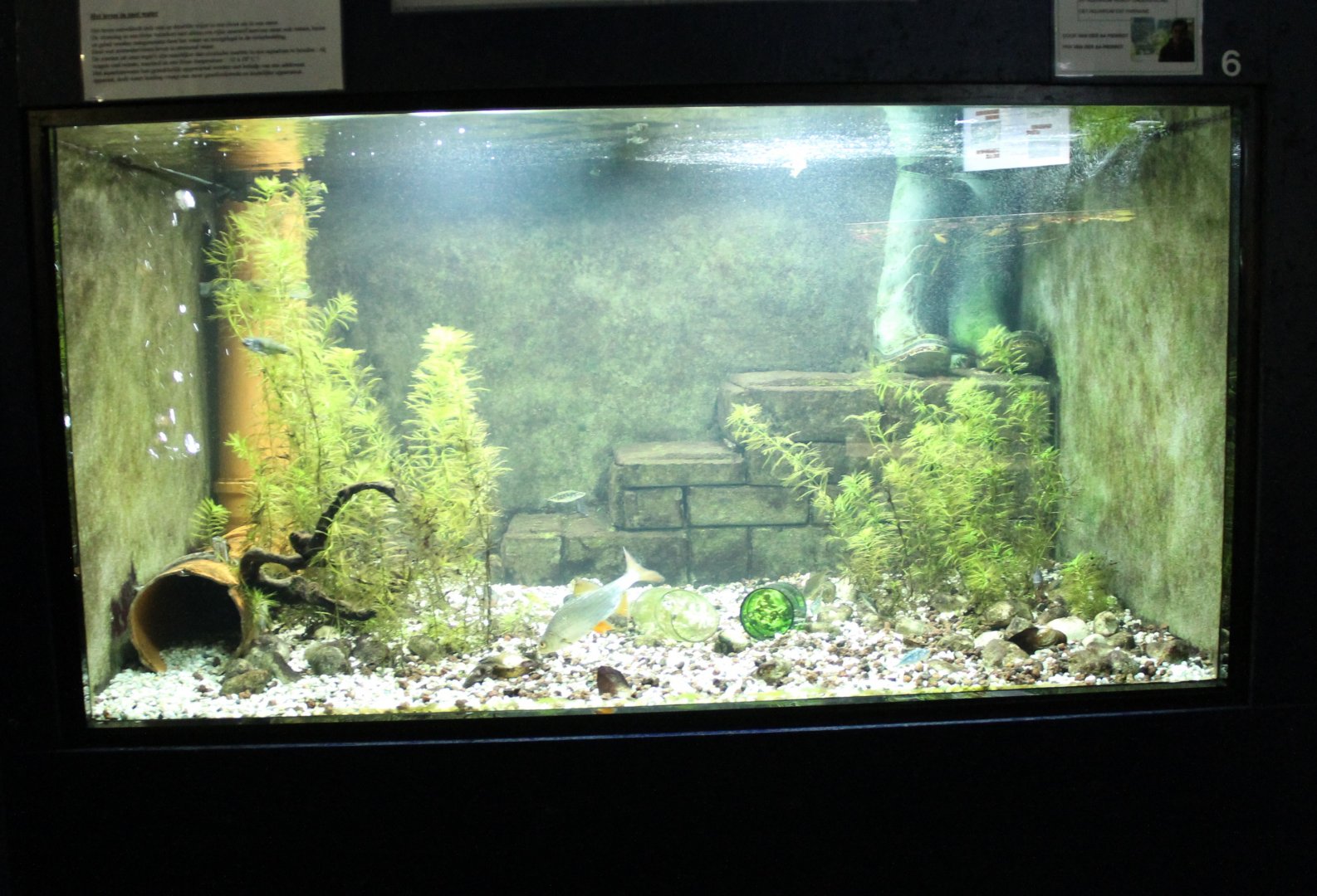 Aquarium European fresh-water-fishes