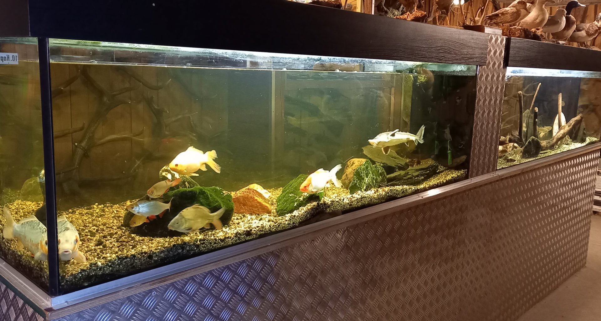 Aquarium European freshwater fishes