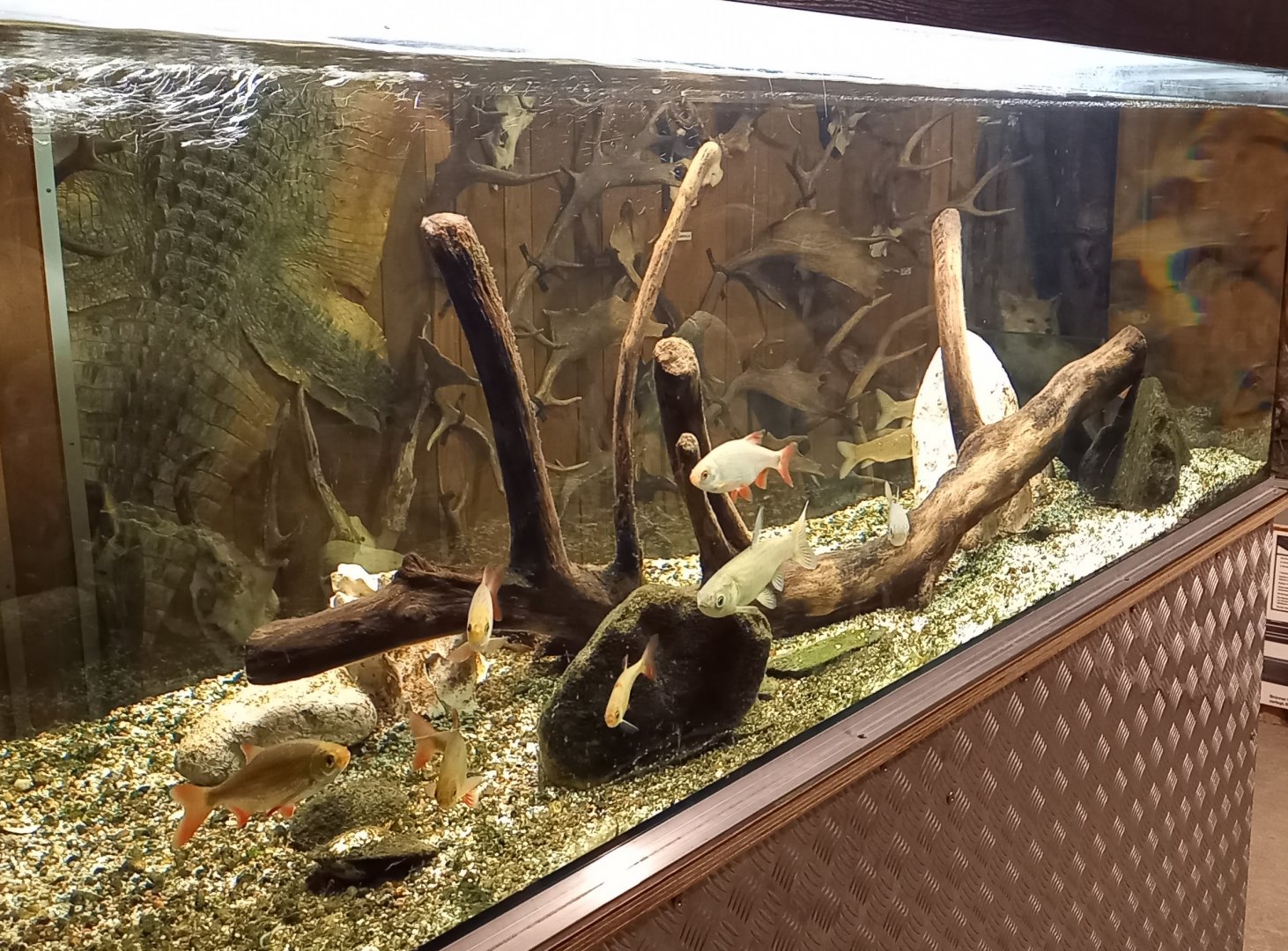 Aquarium European freshwater fishes