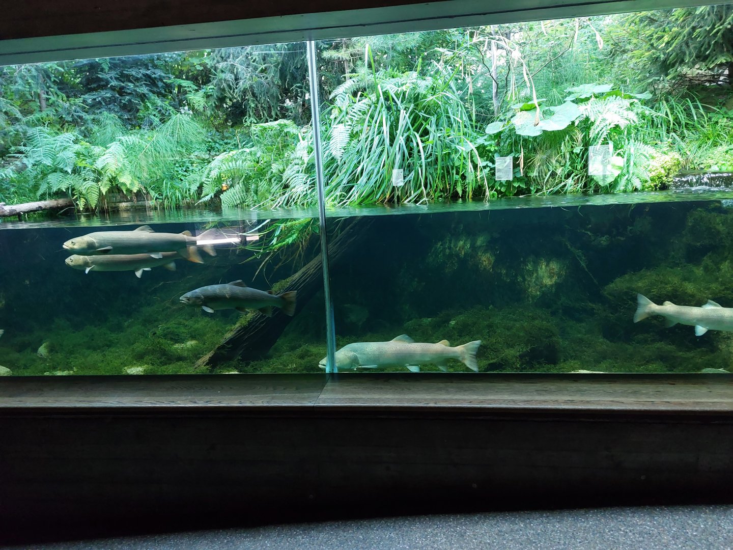 Aquarium - European landscape aquarium