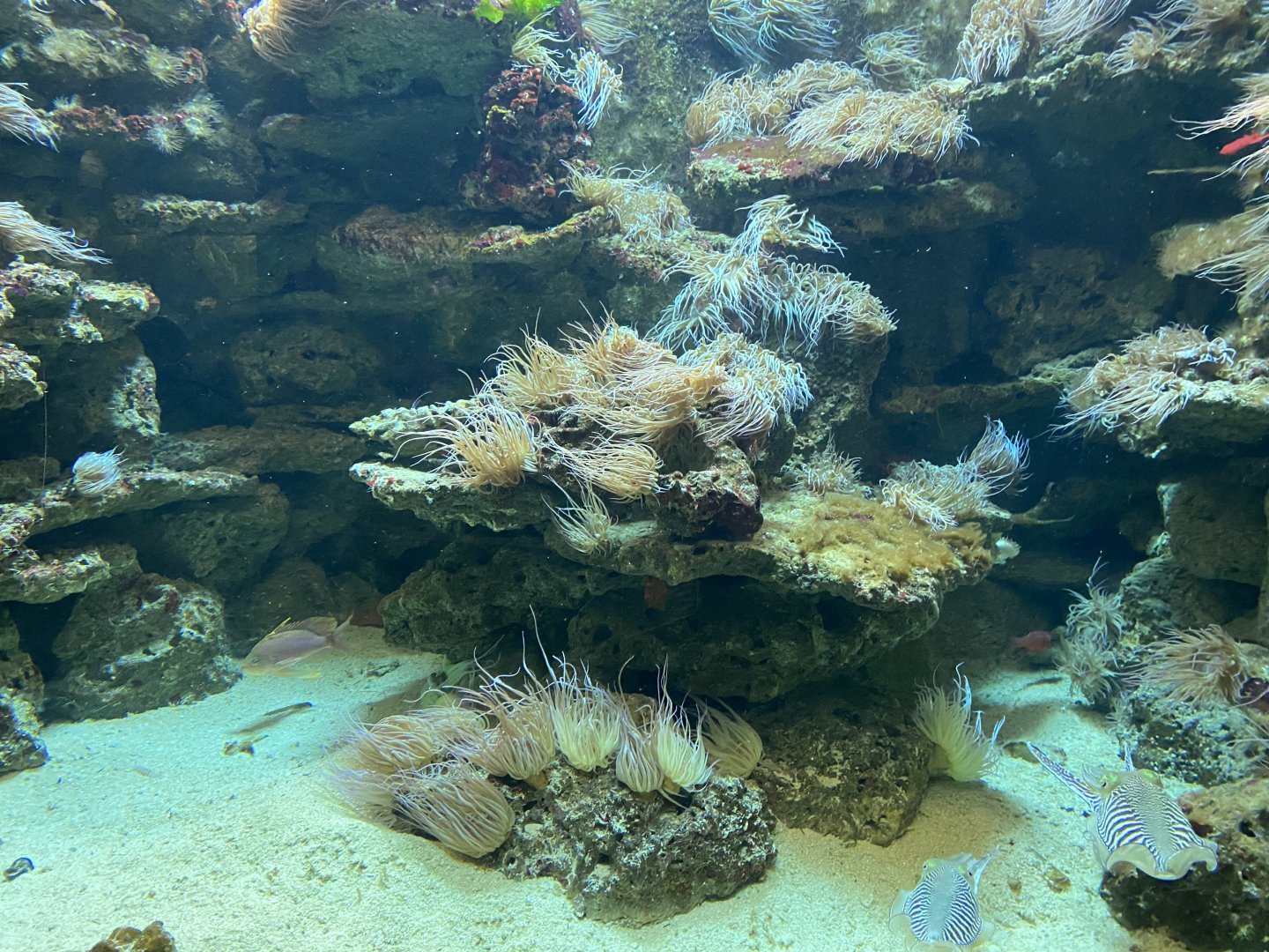 Aquarium exhibit 011219