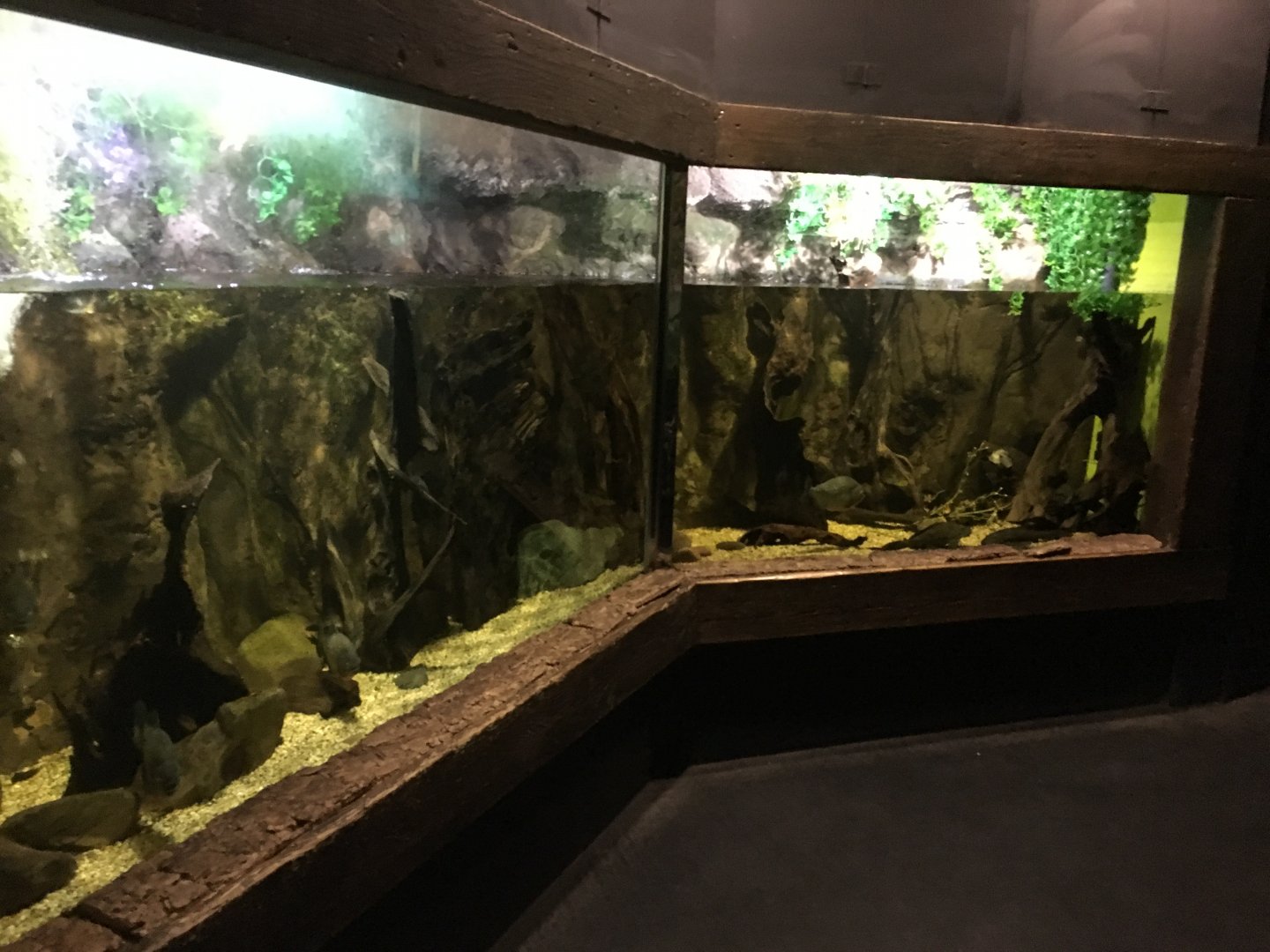Aquarium exhibit 030817
