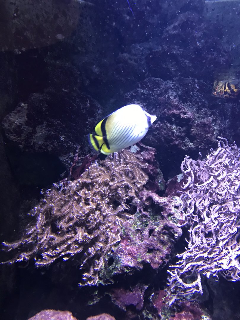 Aquarium exhibit 270118