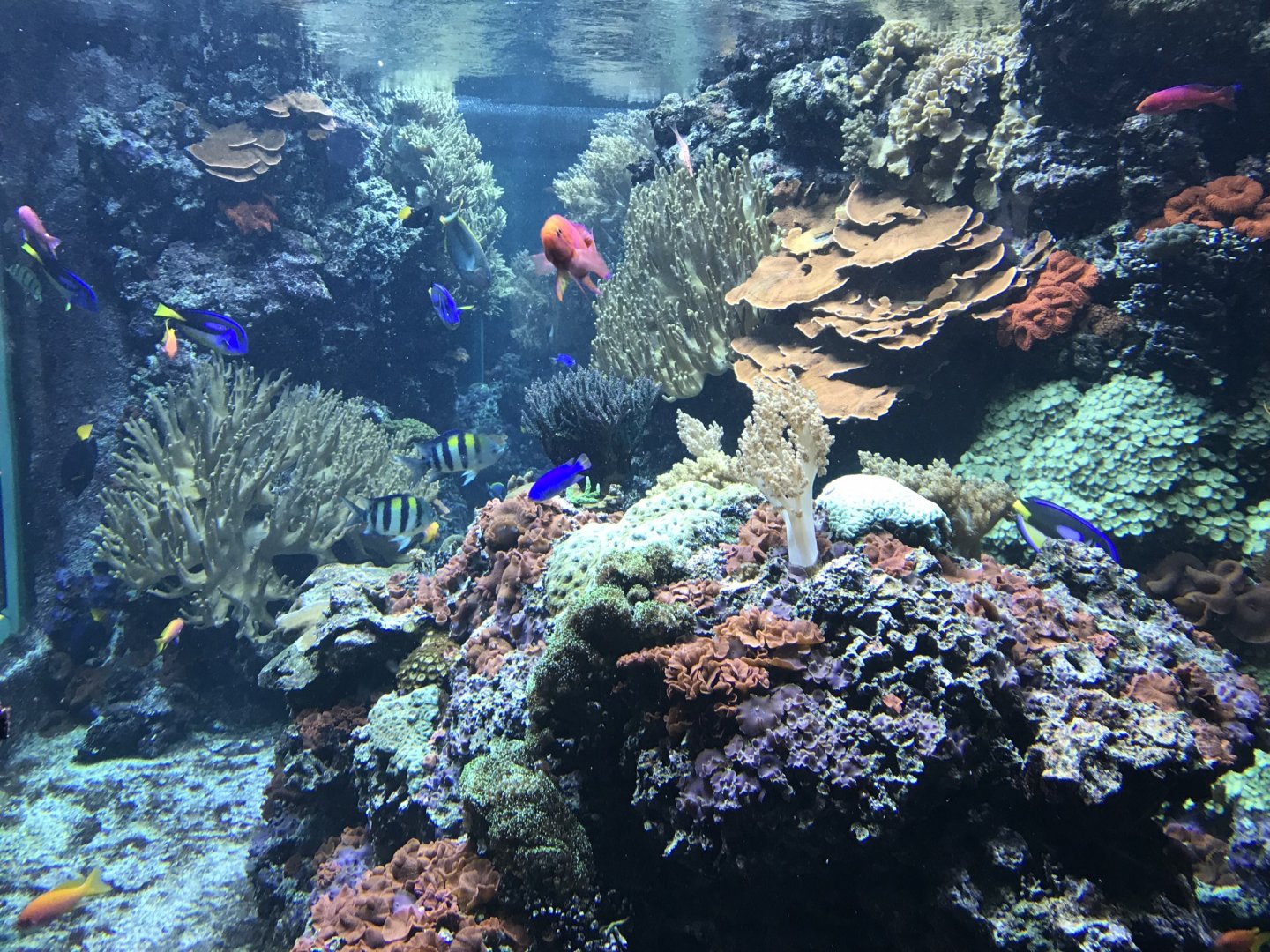 Aquarium exhibit 270118
