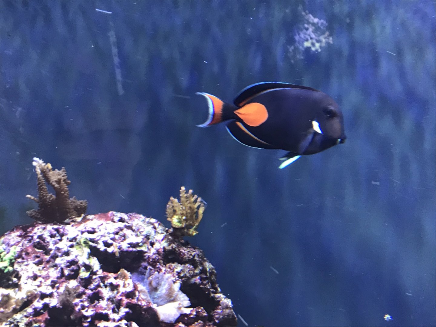 Aquarium exhibit 270118