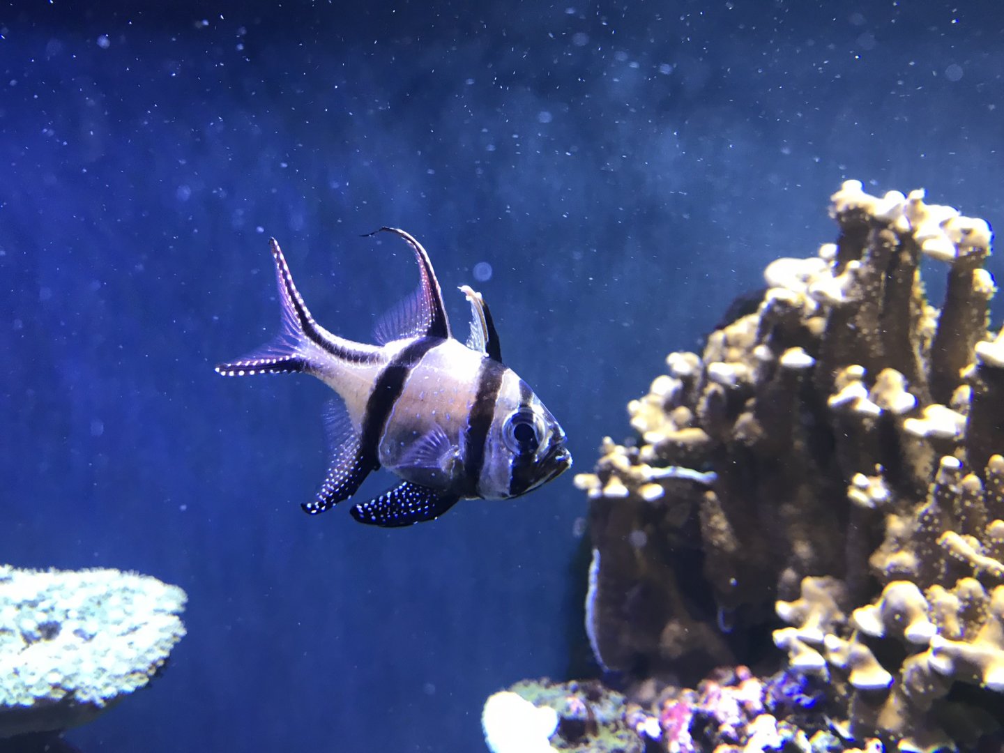 Aquarium exhibit 270118