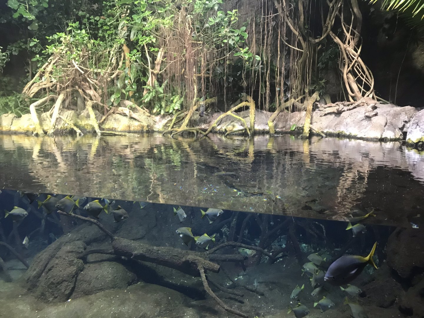 Aquarium exhibit 270118