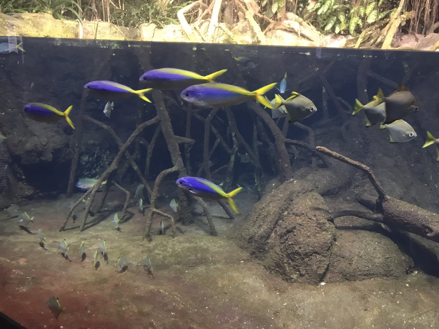 Aquarium exhibit 270118