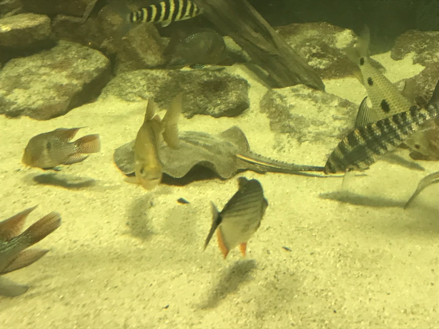 Aquarium exhibit 280118