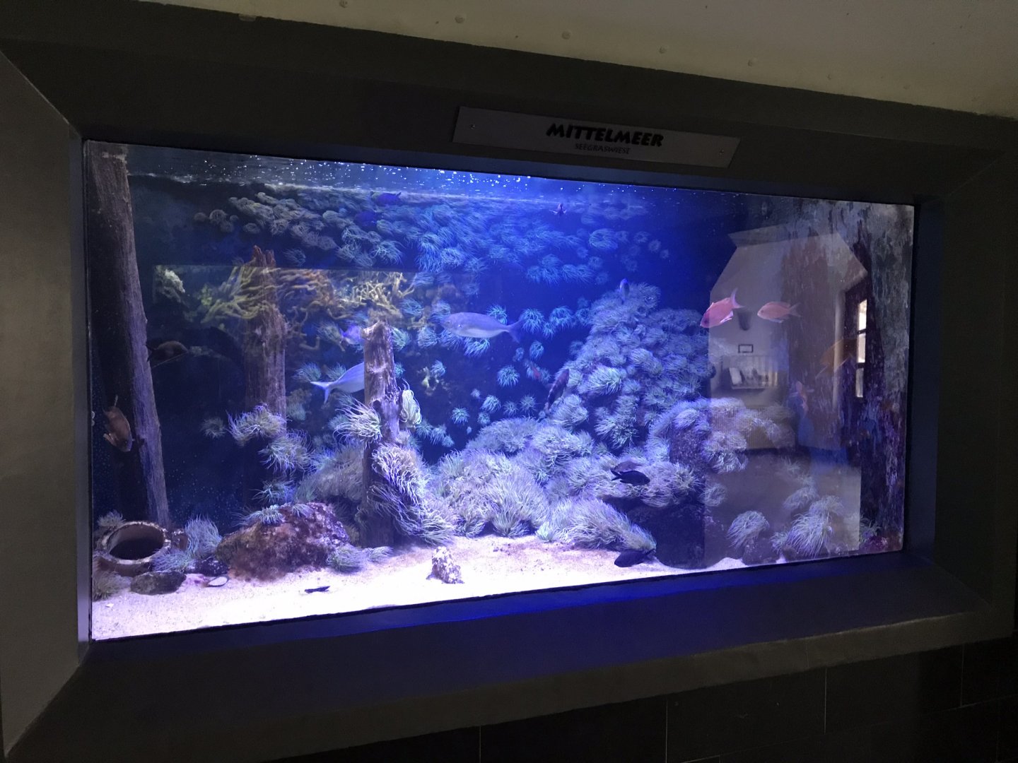 Aquarium exhibit 280118