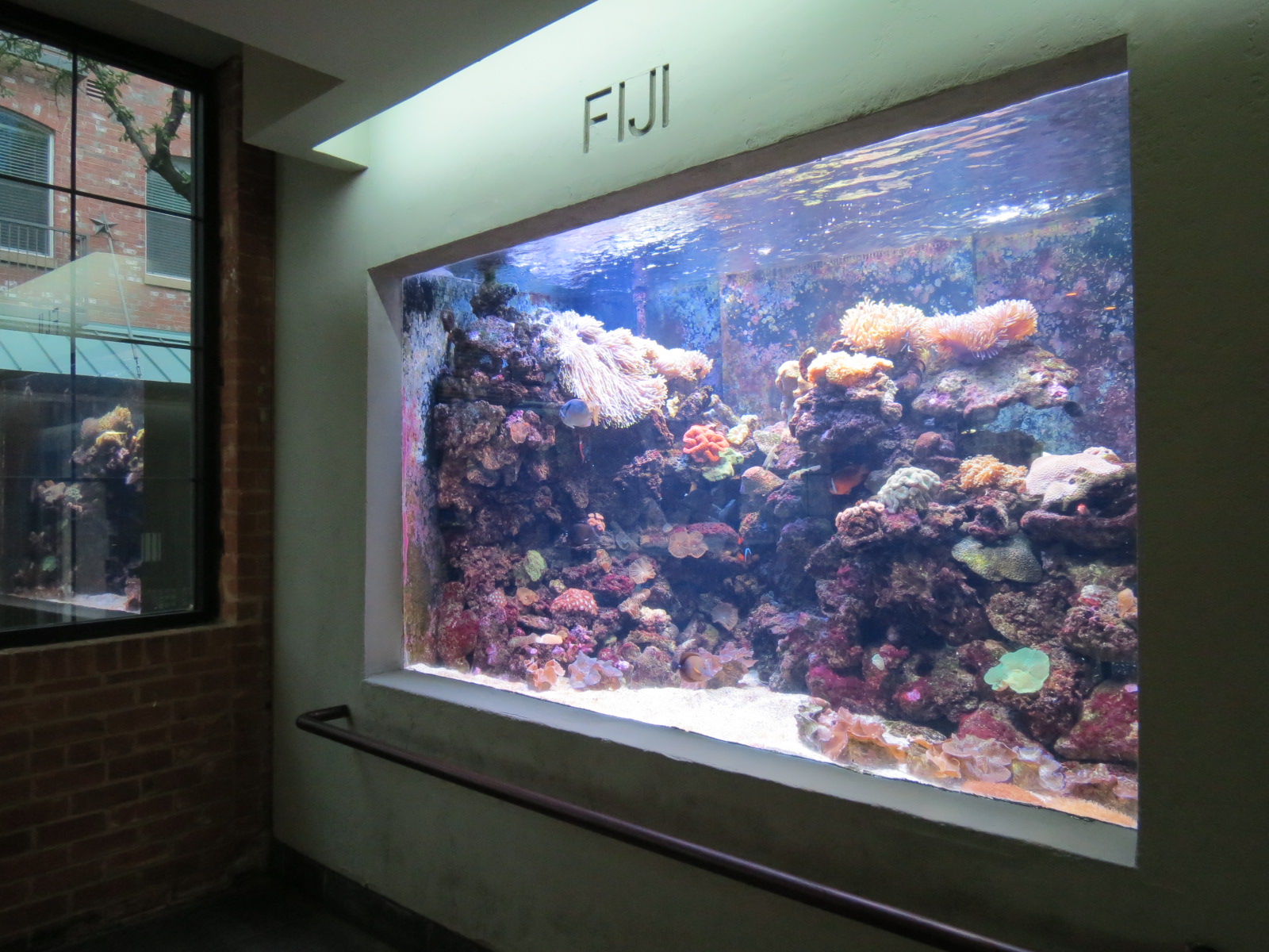 Aquarium - Fiji Exhibit