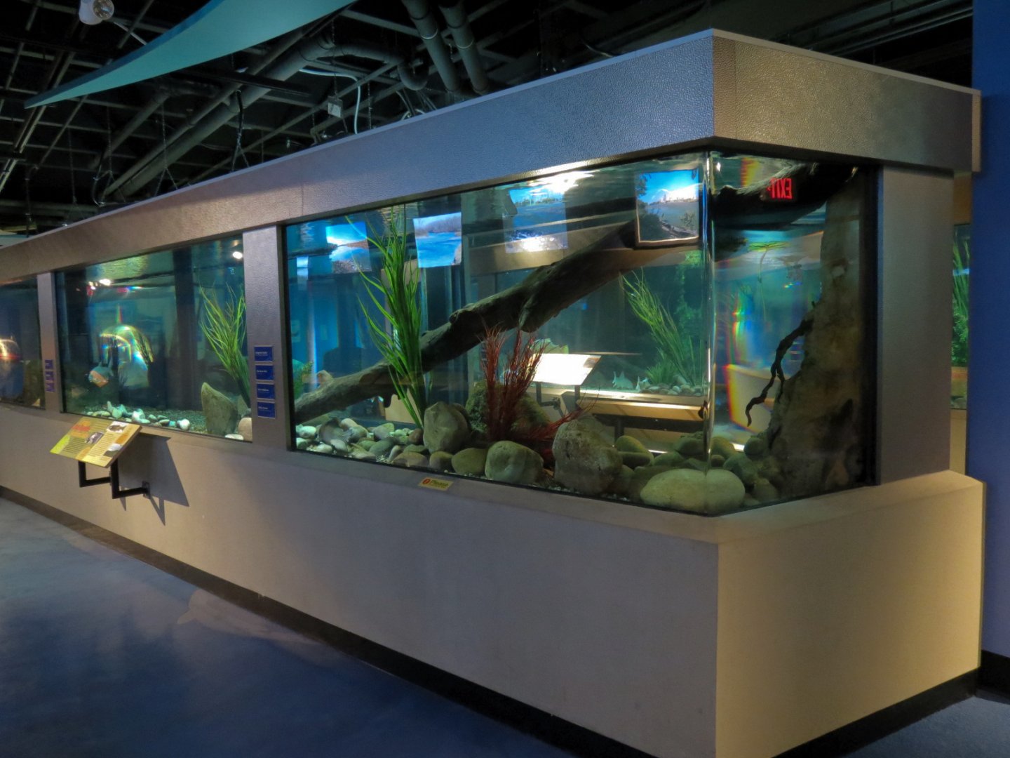 Aquarium - First Pedestal Tank