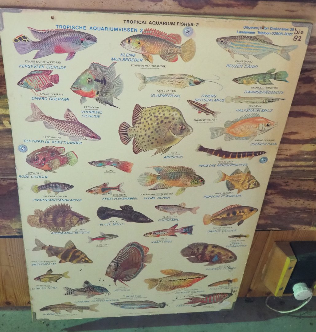 Aquarium fish poster, 2022-05-17