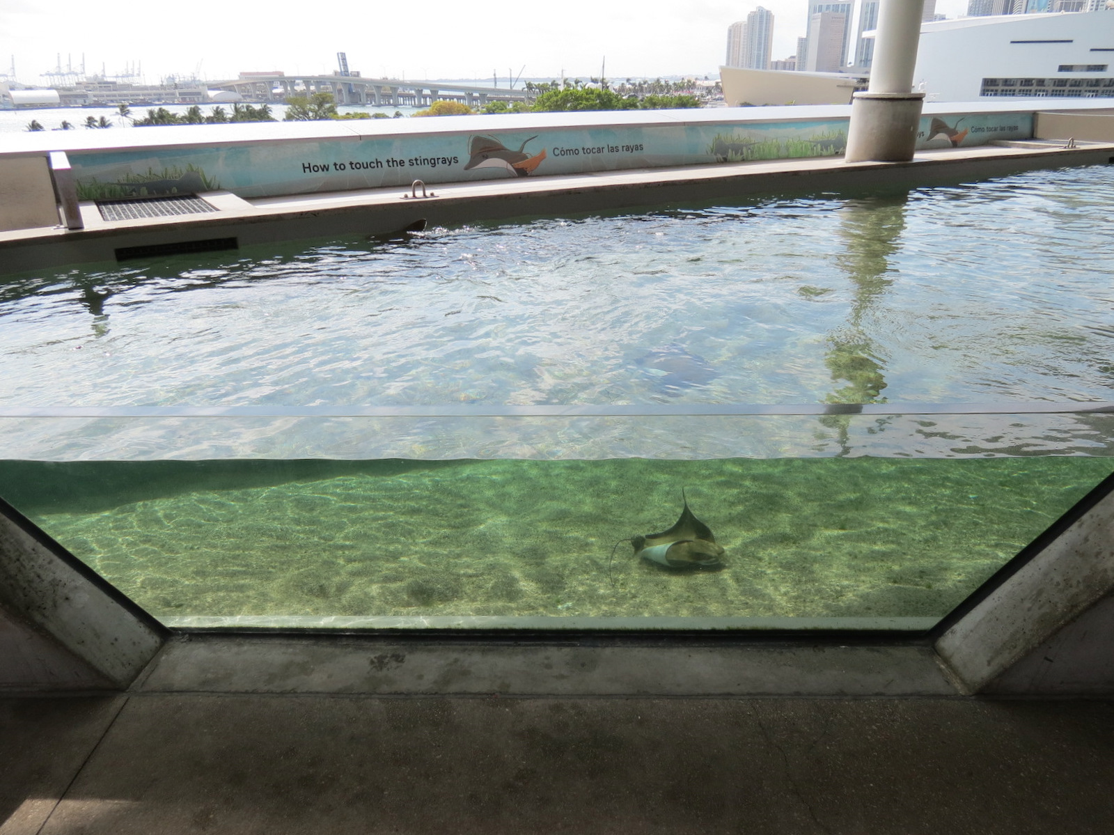 Aquarium - Florida Bay Exhibit - Bat Ray Touchtank