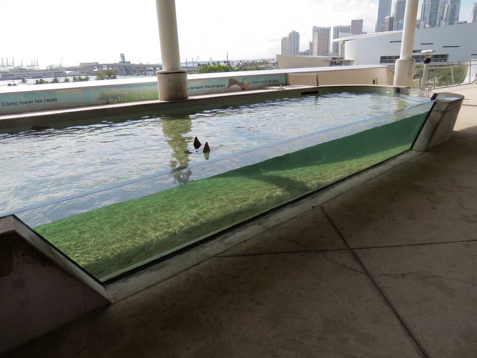 Aquarium - Florida Bay Exhibit - Bat Ray Touchtank