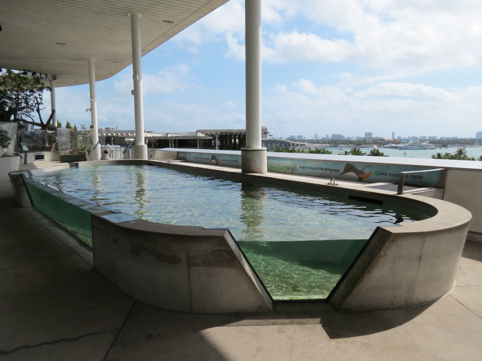 Aquarium - Florida Bay Exhibit - Bat Ray Touchtank