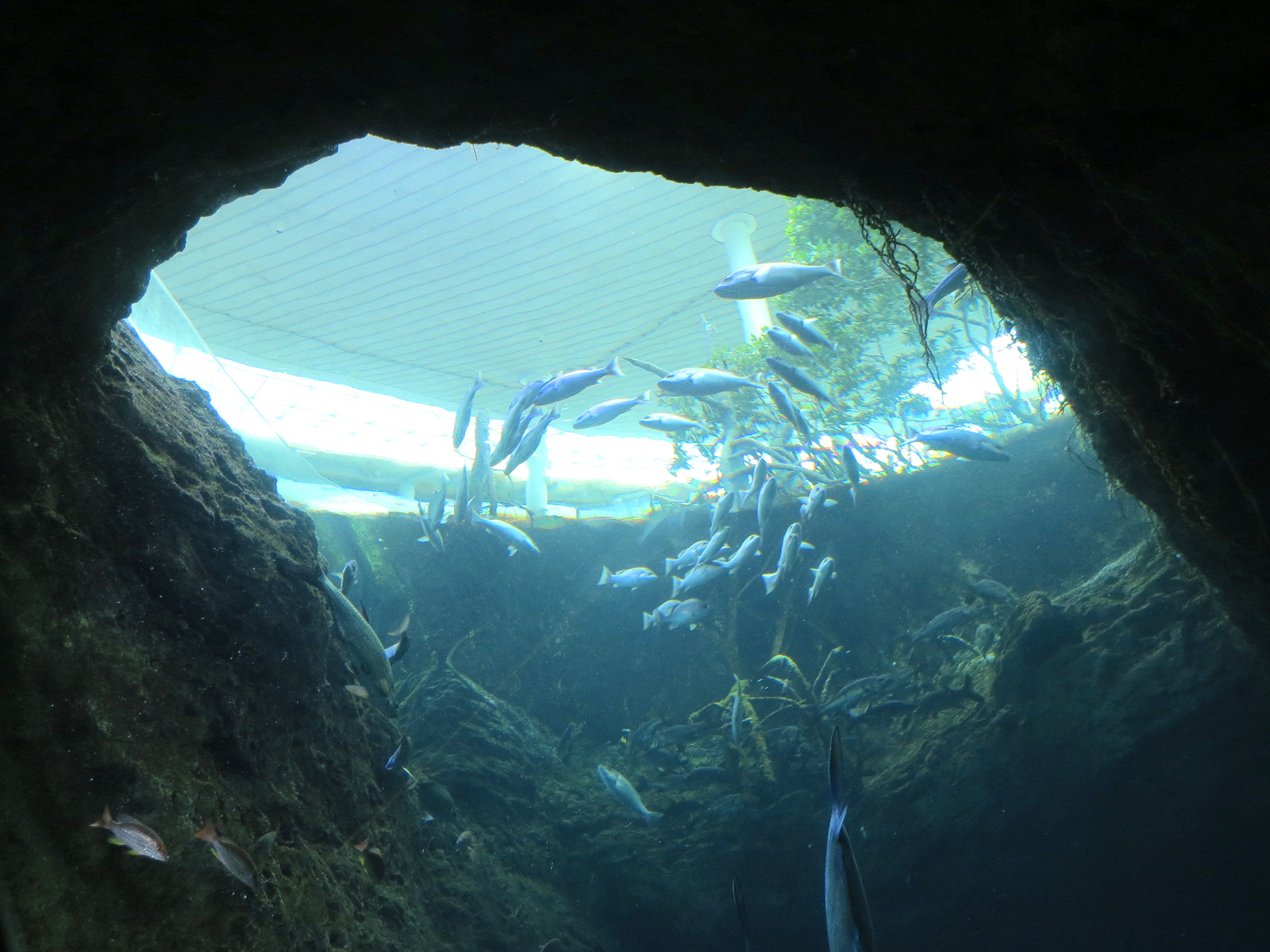 Aquarium - Florida Coast Exhibit - The Dive Level