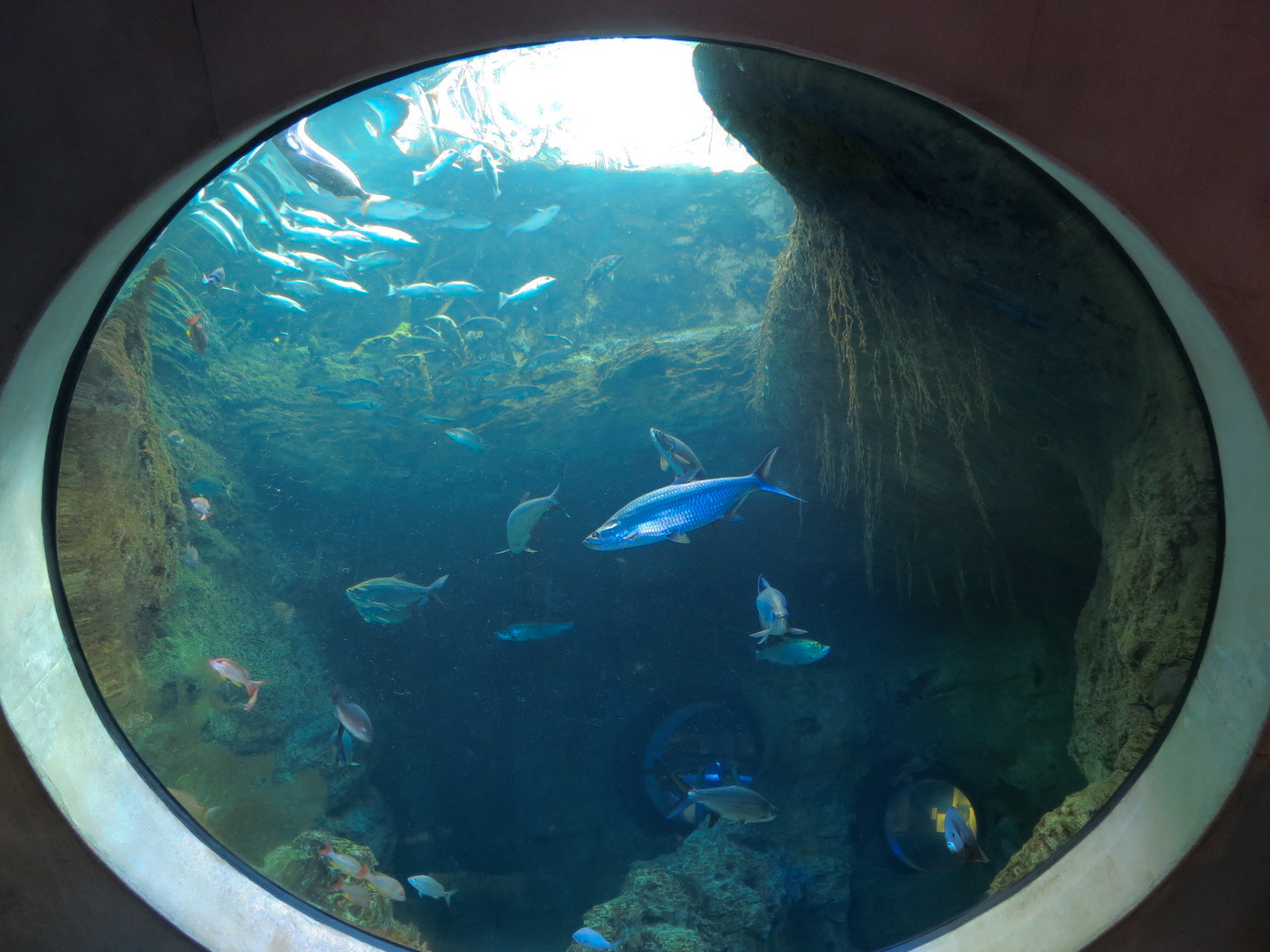 Aquarium - Florida Coast Exhibit - The Dive Level