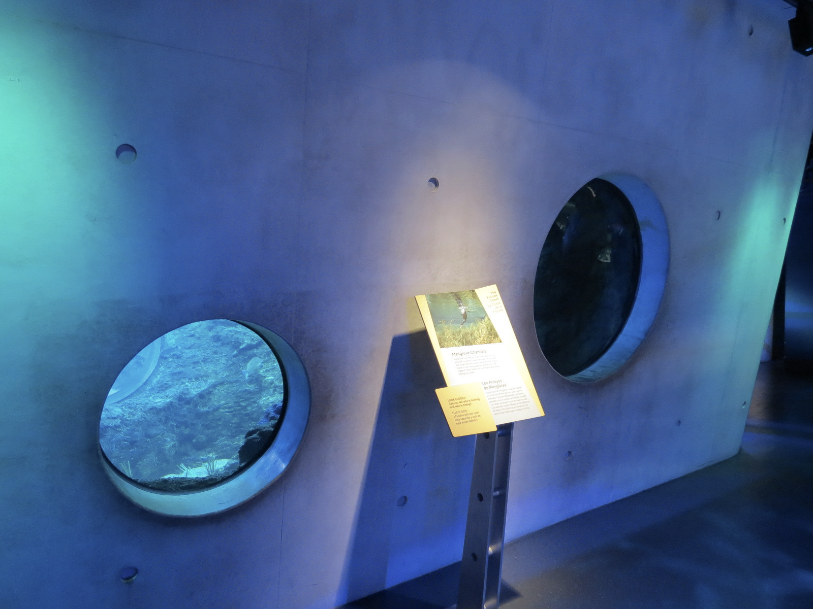 Aquarium - Florida Coast Exhibit - The Dive Level