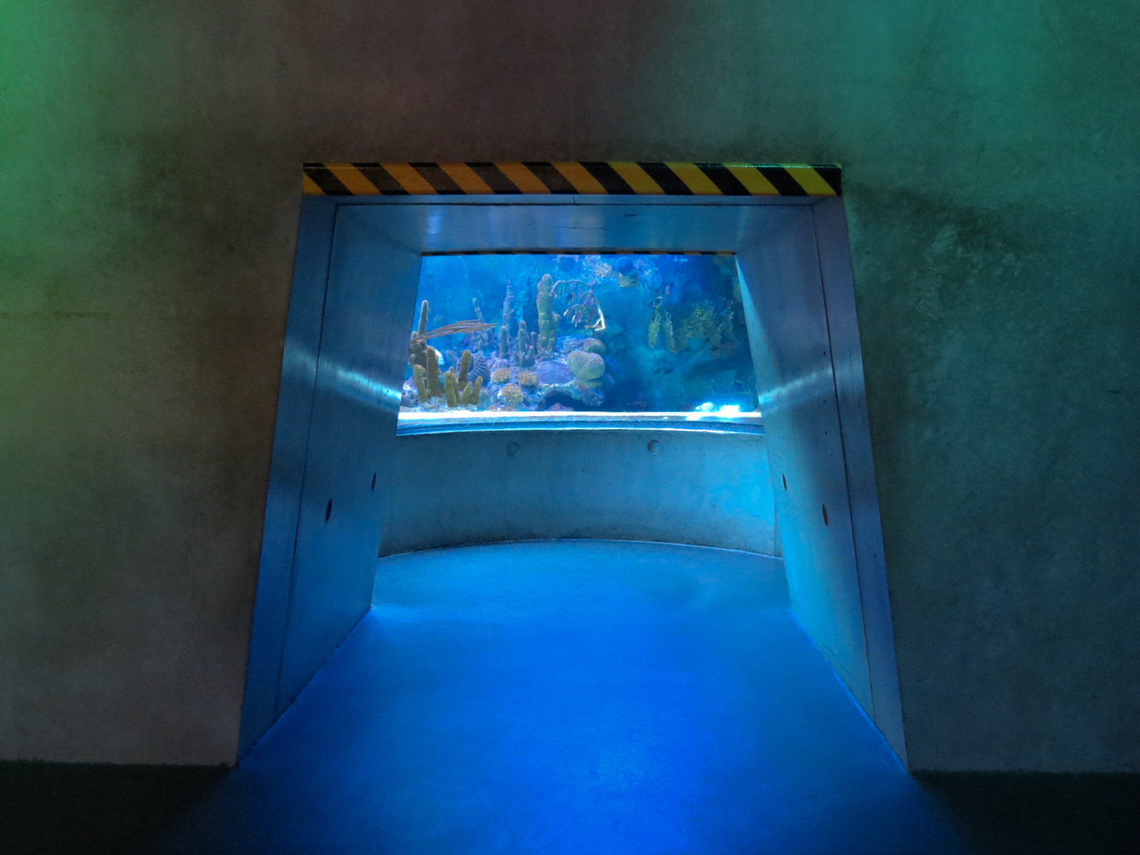 Aquarium - Florida Reef Exhibit - The Dive Level - Visitor Crawl Tunnel