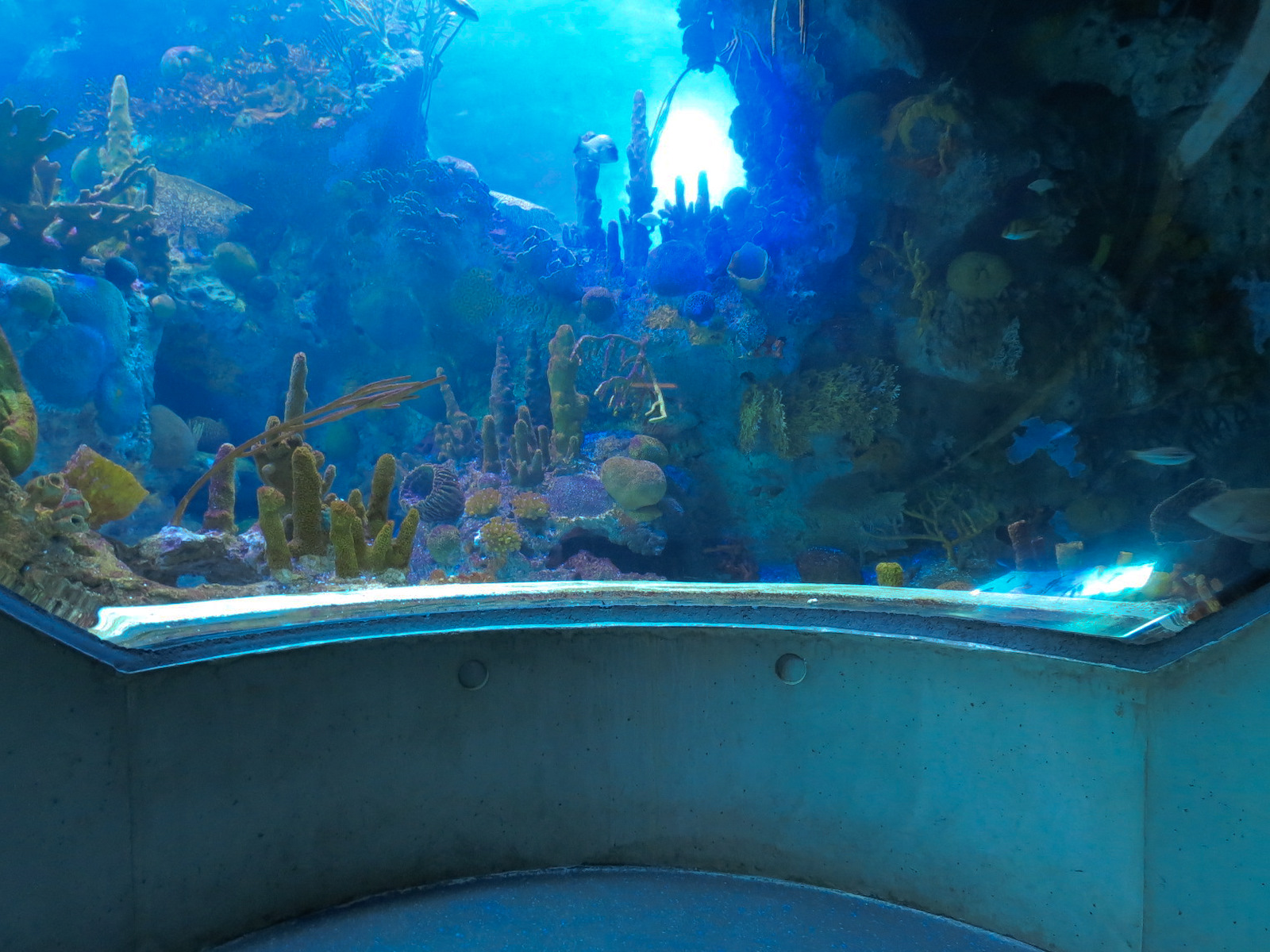 Aquarium - Florida Reef Exhibit - The Dive Level - Visitor Crawl Tunnel
