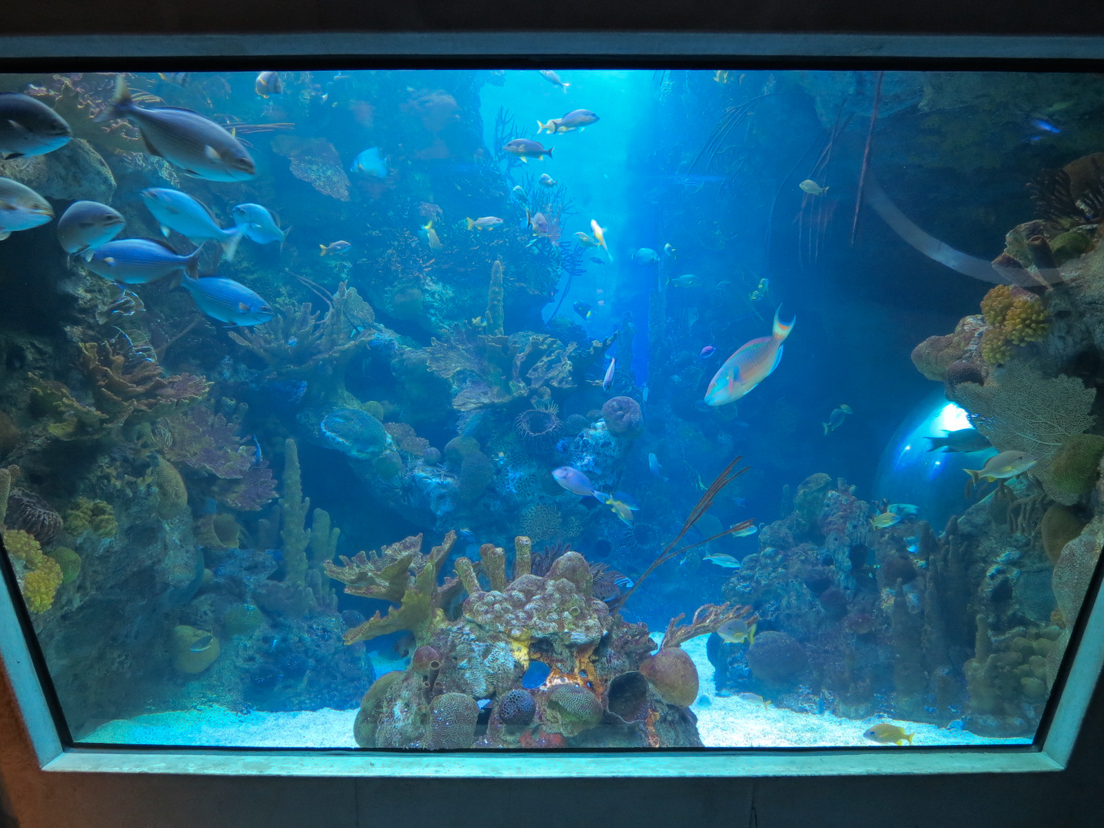 Aquarium - Florida Reef Exhibit - The Dive Level