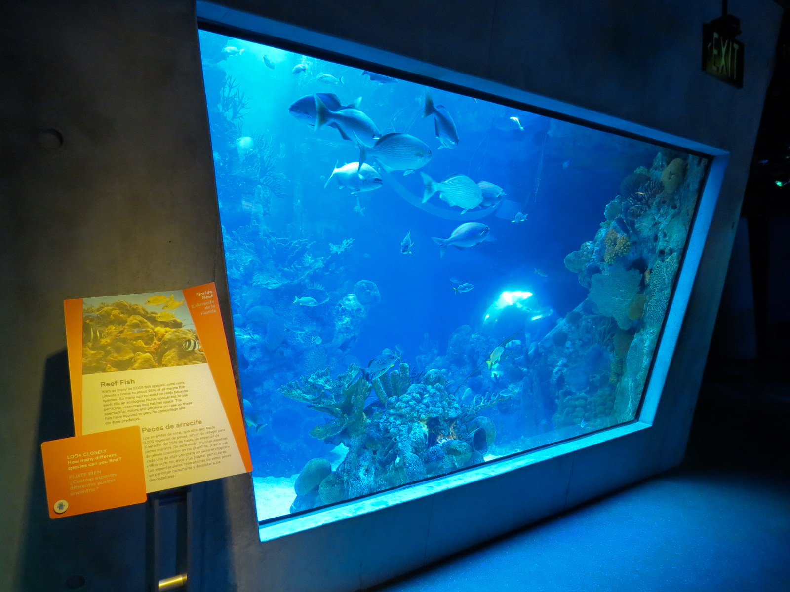 Aquarium - Florida Reef Exhibit - The Dive Level