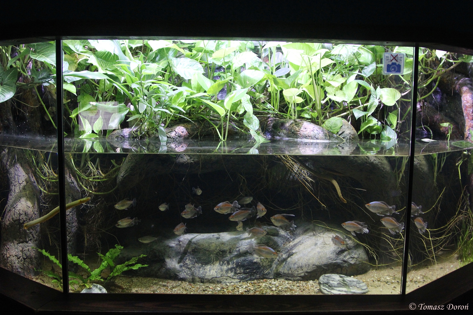 Aquarium for African fishes at Zoo Zamosc, 30. Dezember 2014