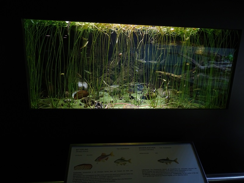 Aquarium for belica and bitterling