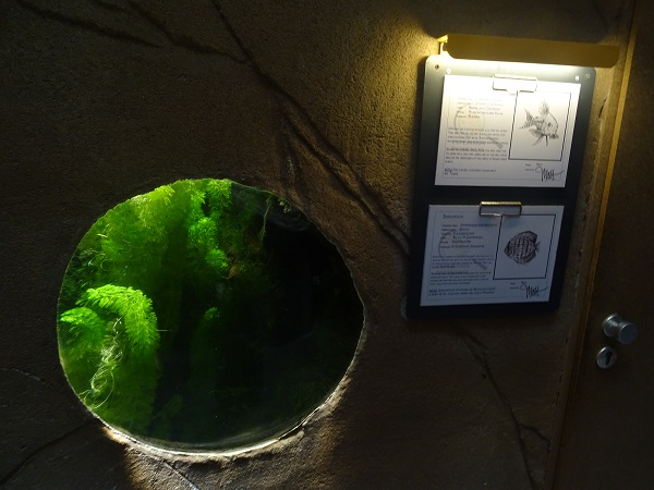 Aquarium for discus fish and Sterba's corydoras