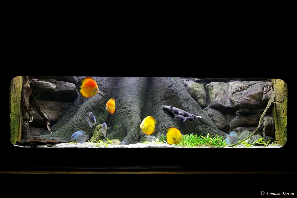Aquarium for Discus (Symphysodon aequifasciatus) and Black Ghost Knifefish