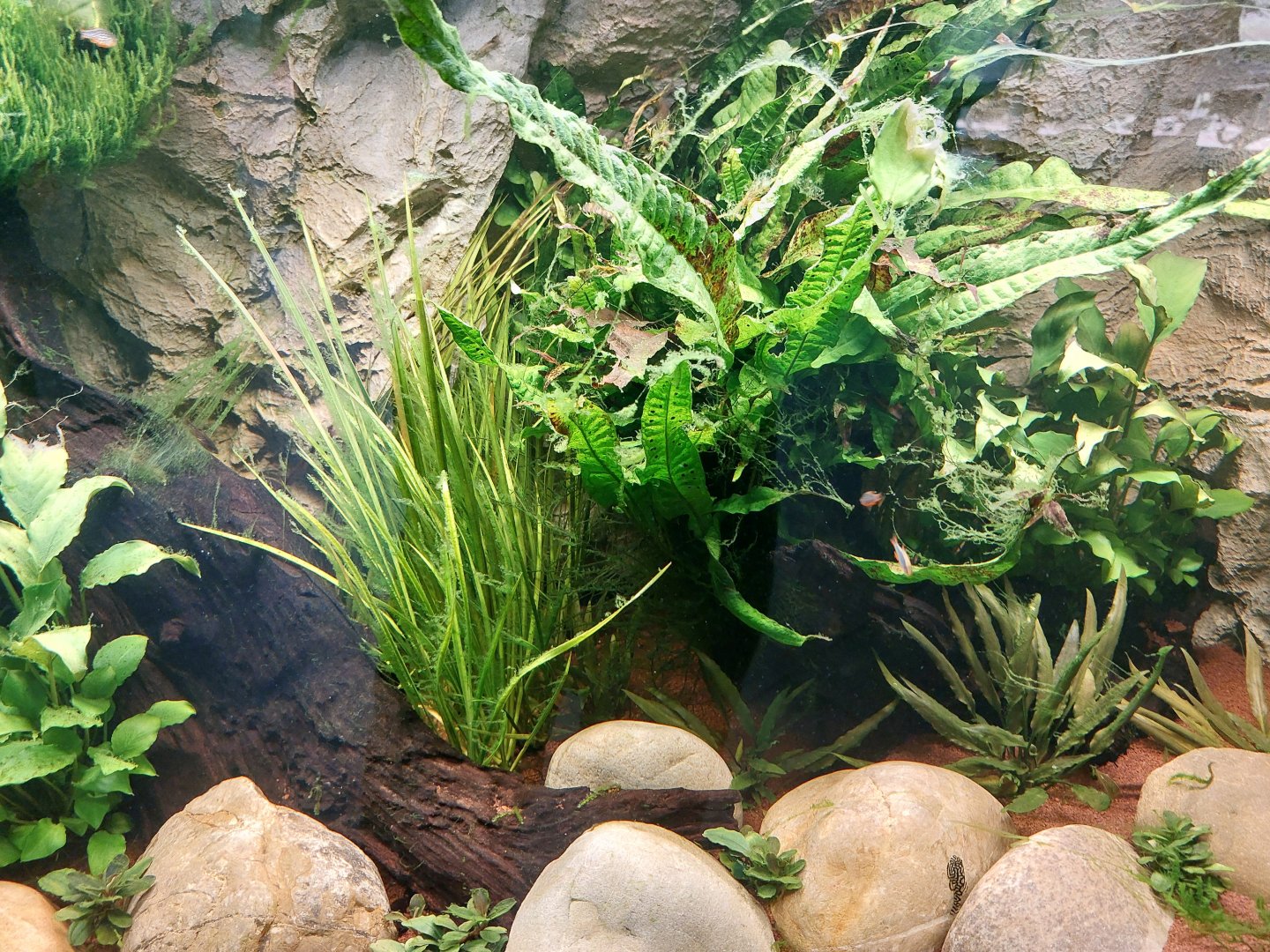 Aquarium for Gold ring butterfly suckers (Sewellia lineolata) and celestial pearl danio (Danio margaritatus)