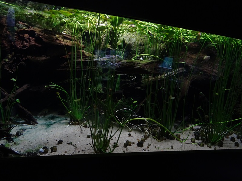Aquarium for great crested newt and weatherfish