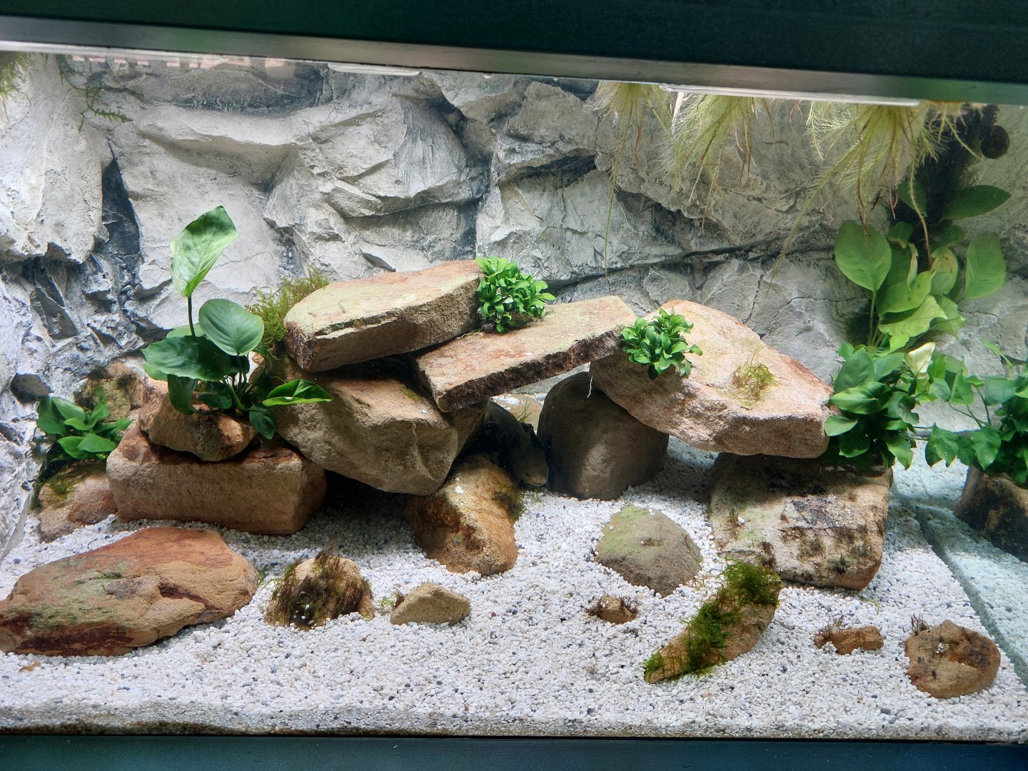 Aquarium for Lake Patzcuaro salamanders (Ambystoma dumerilii