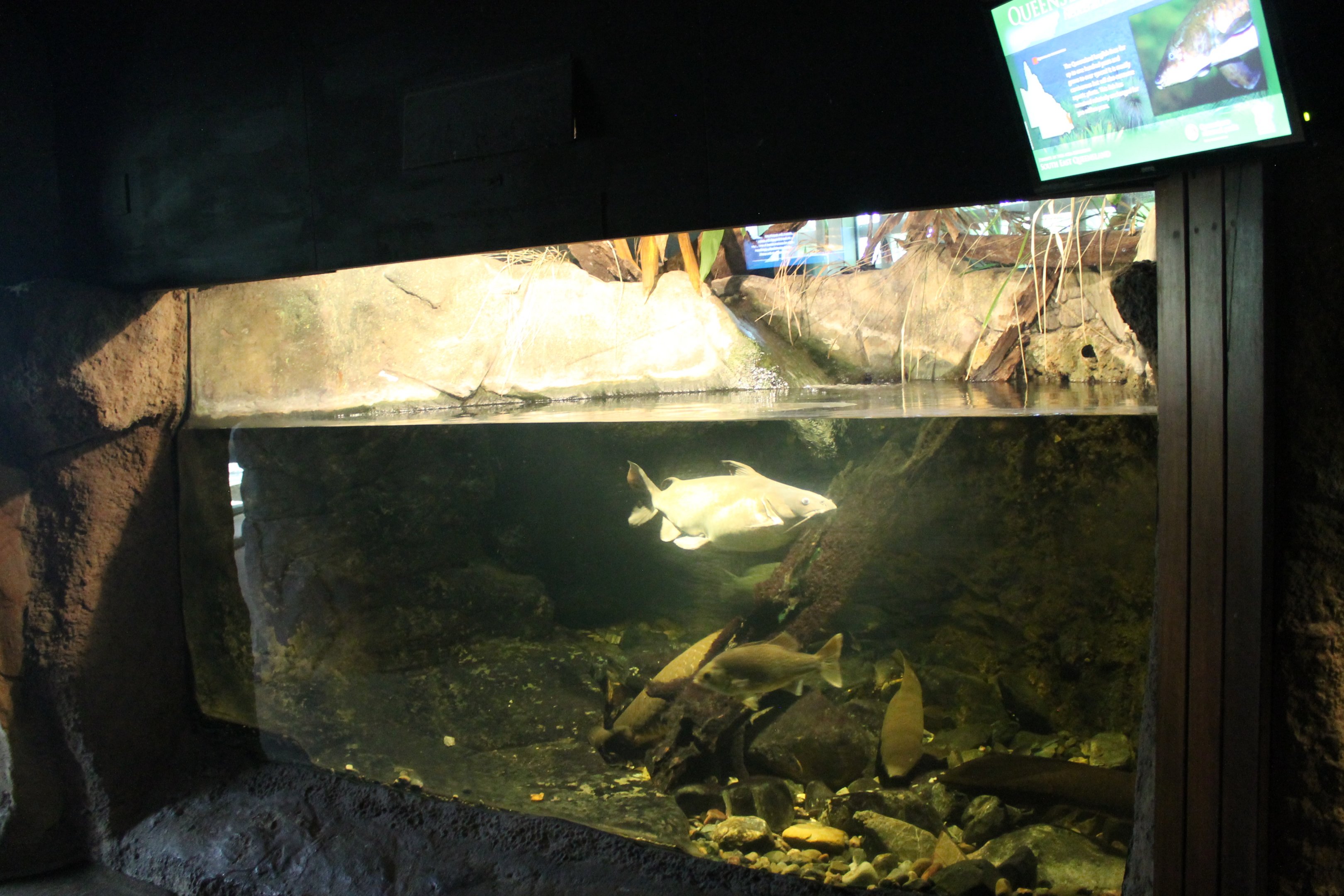 Aquarium for larger fish