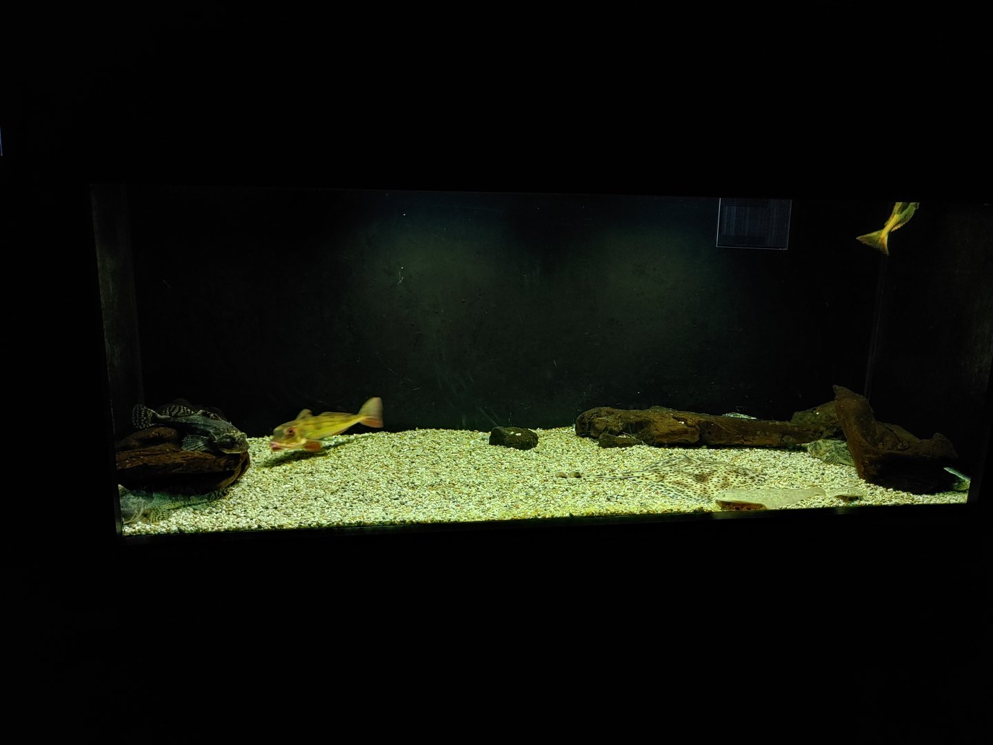 Aquarium for multiple fish species