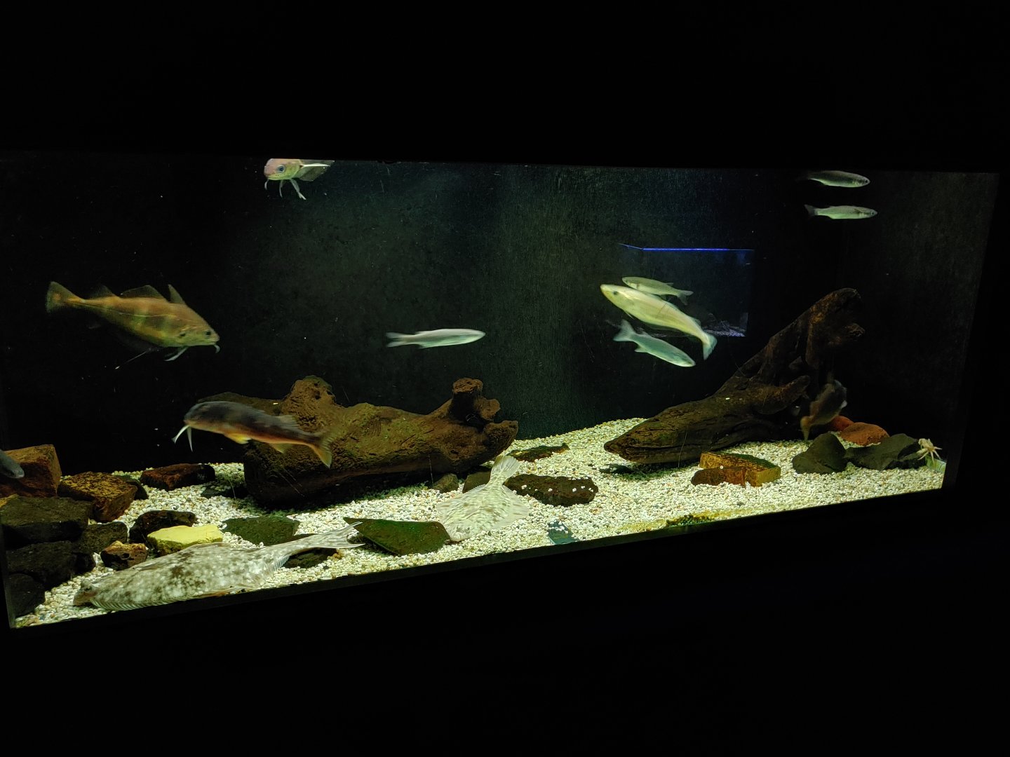 Aquarium for multiple fish species