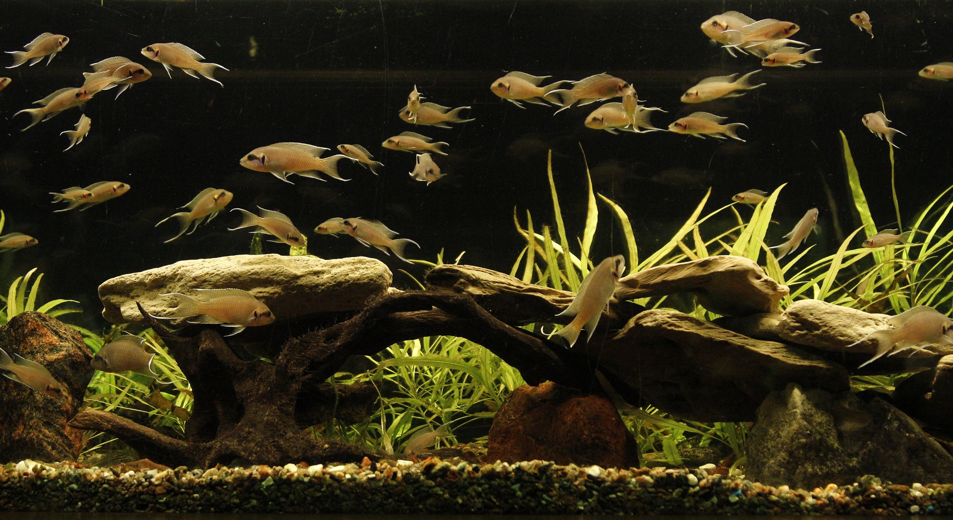 Aquarium for Neolamprologus brichardi, January 2020