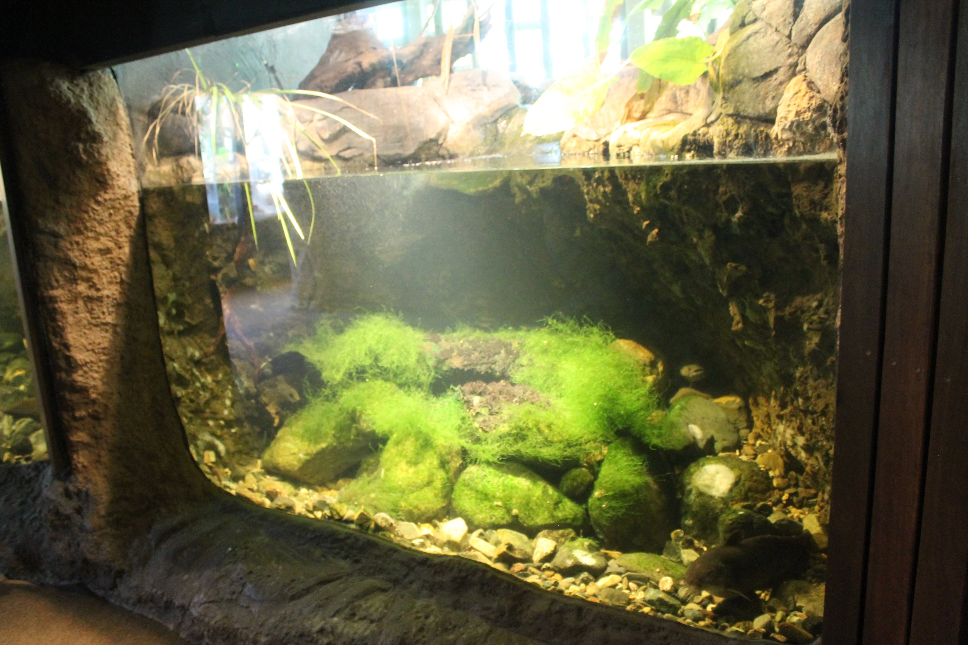 Aquarium for Sleepy Cod and Eel-tailed Catfish