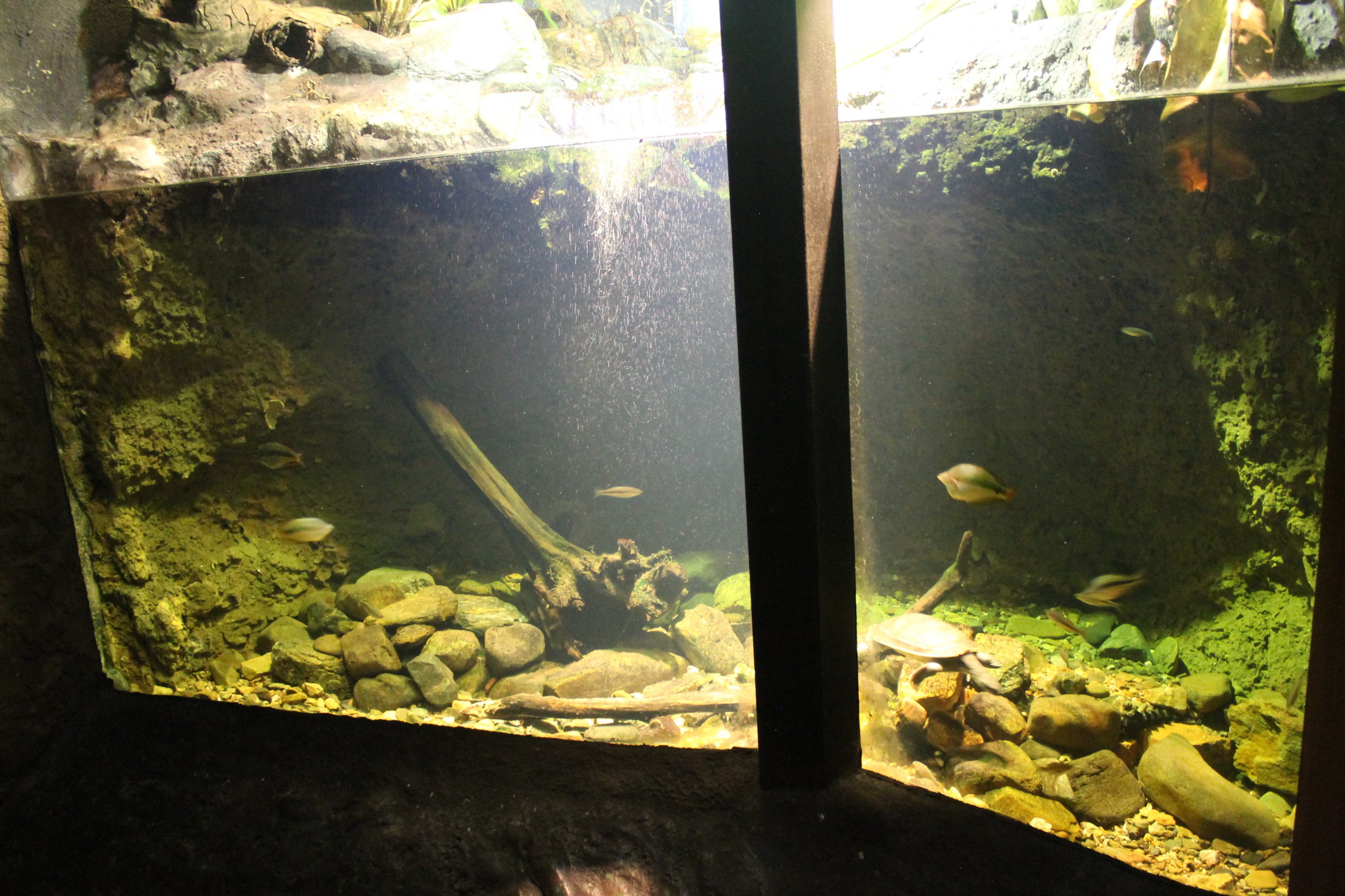 Aquarium for small fish