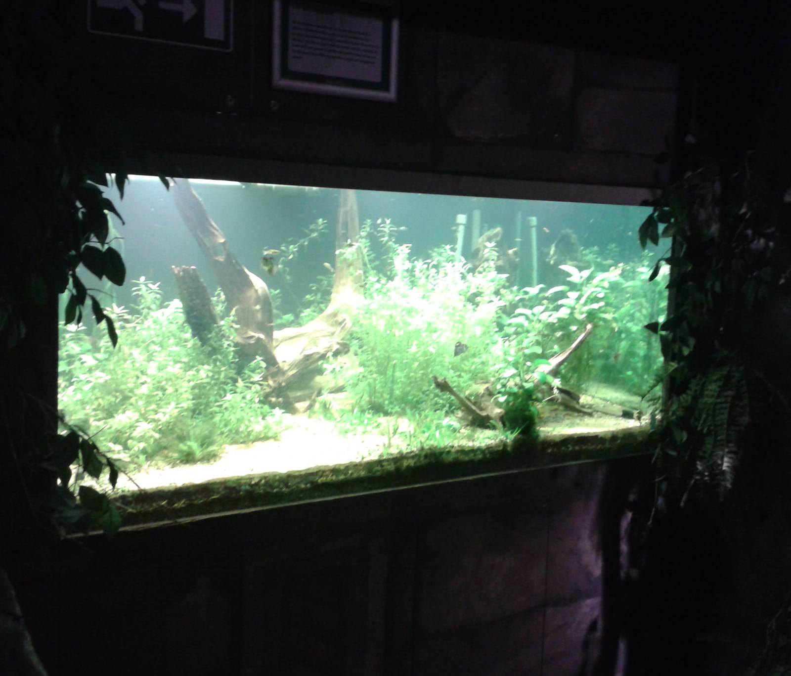 Aquarium for smaller south american fishes