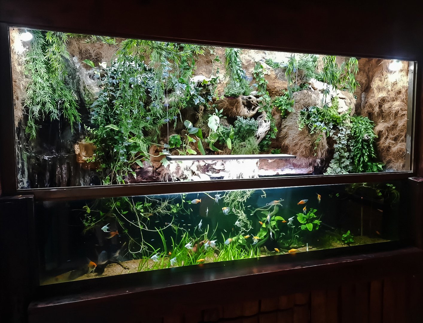 Aquarium for warm-water fish
