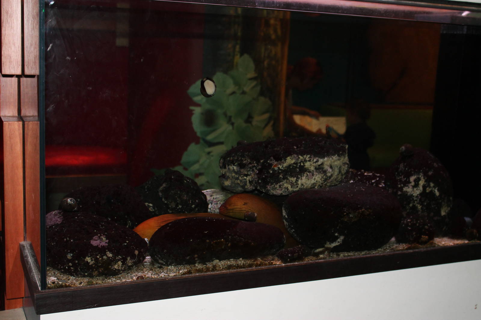 aquarium for yellow morays (Gymnothorax prasinus)