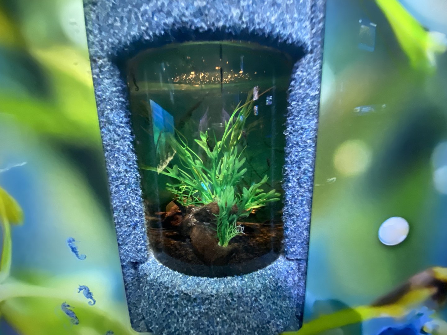 Aquarium for young seahorses
